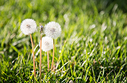 Dandelions gone to seed in the early evening light on a sunny spring day.